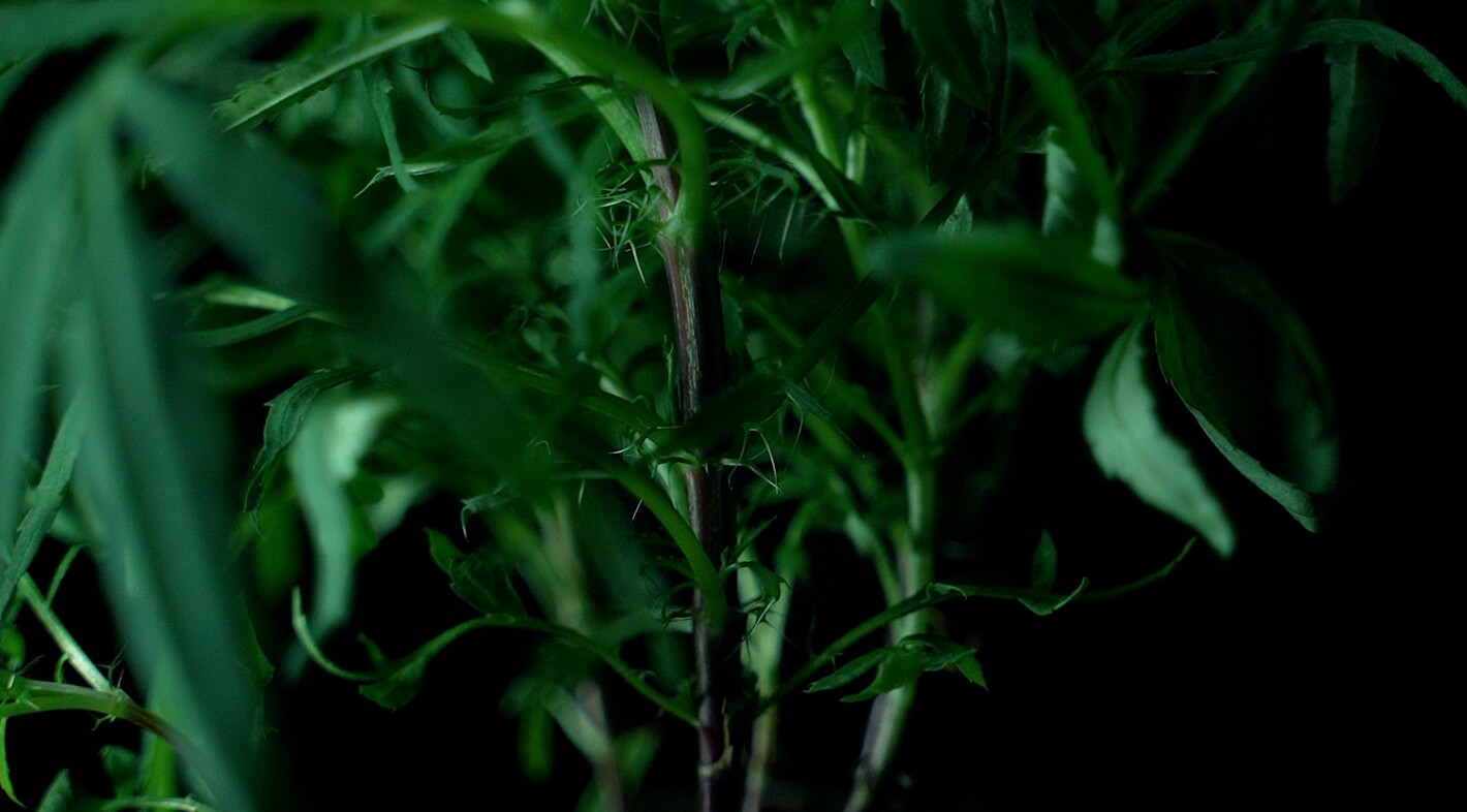 Mexican Marigold close up