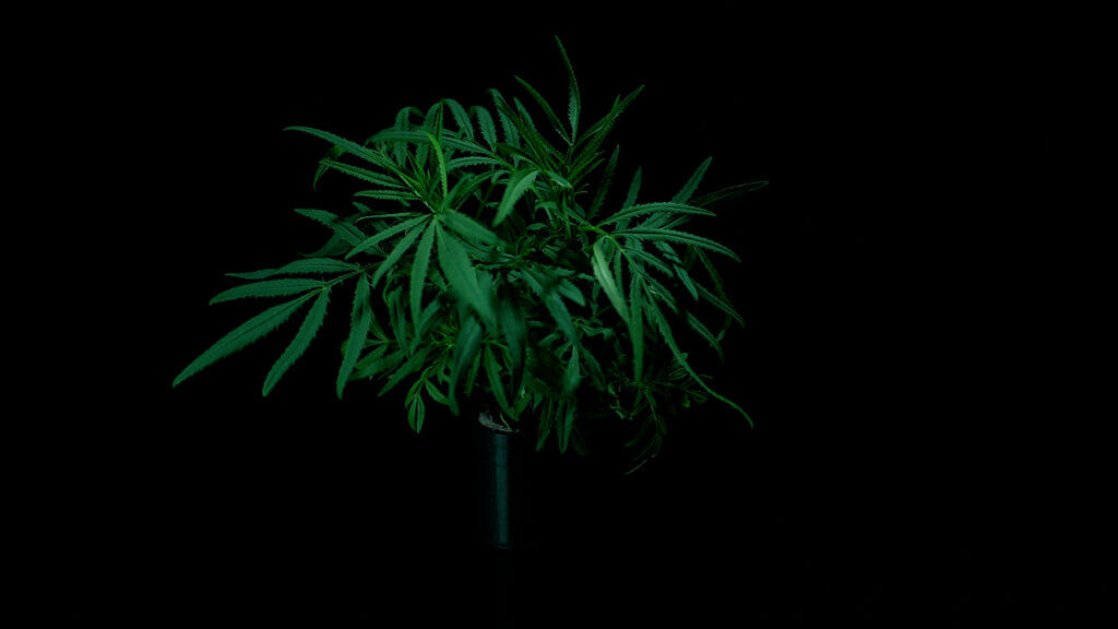 Mexican Marigold feature image
