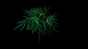Mexican Marigold feature image