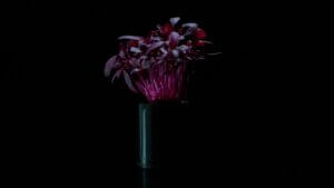 RED AMARANTH feature image