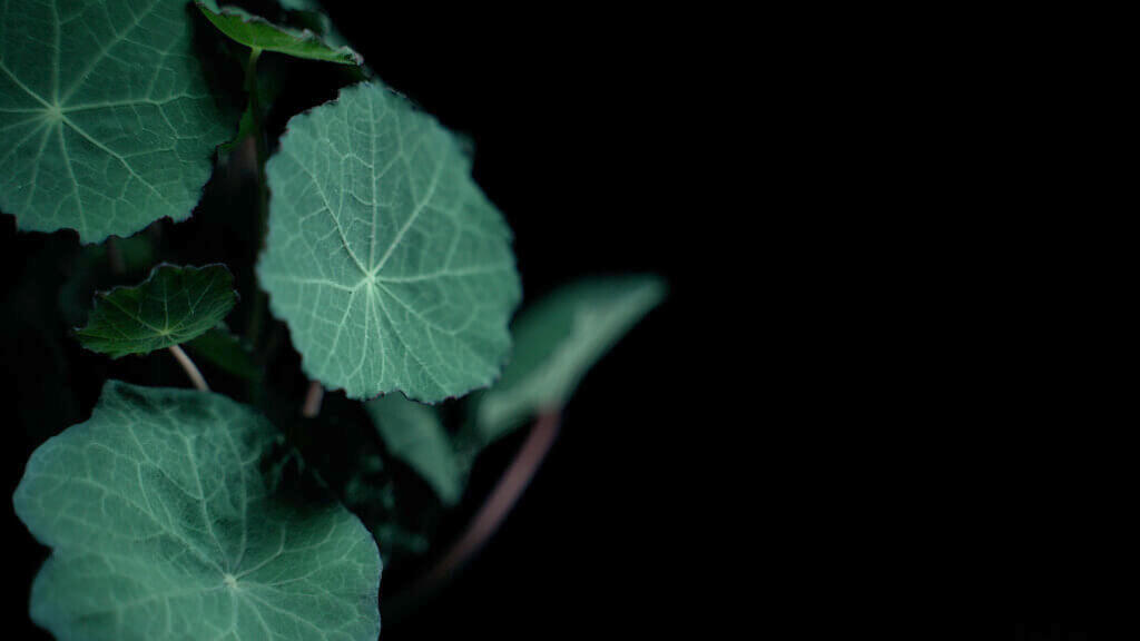 Nasturtium Blue Pepe close up