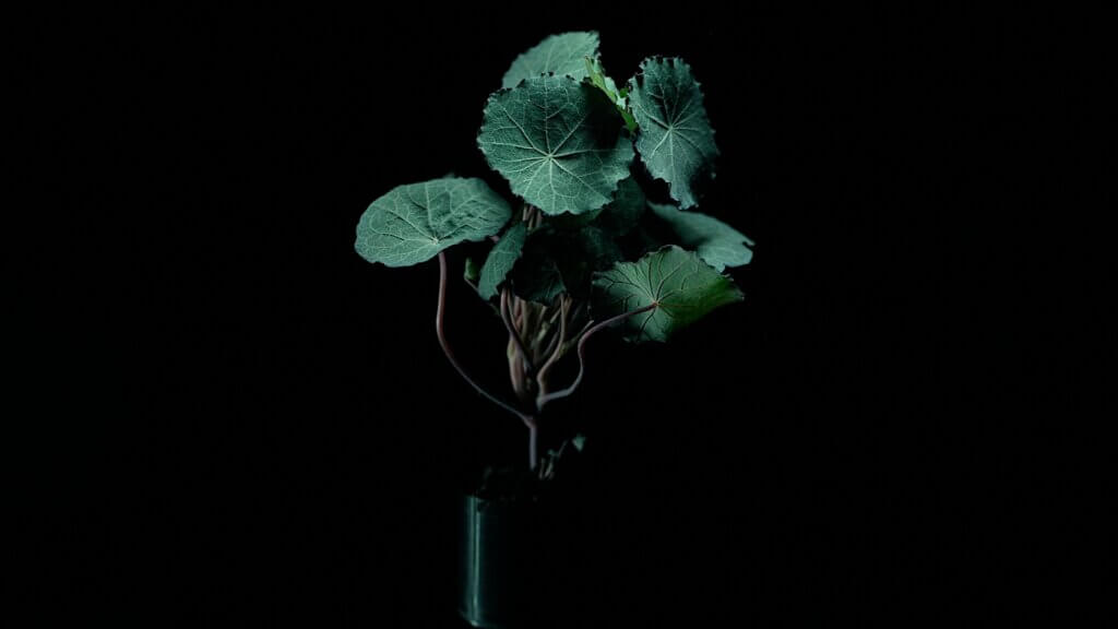 Nasturtium Blue Pepe header image