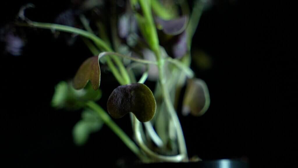 Mustard Red Lace close up