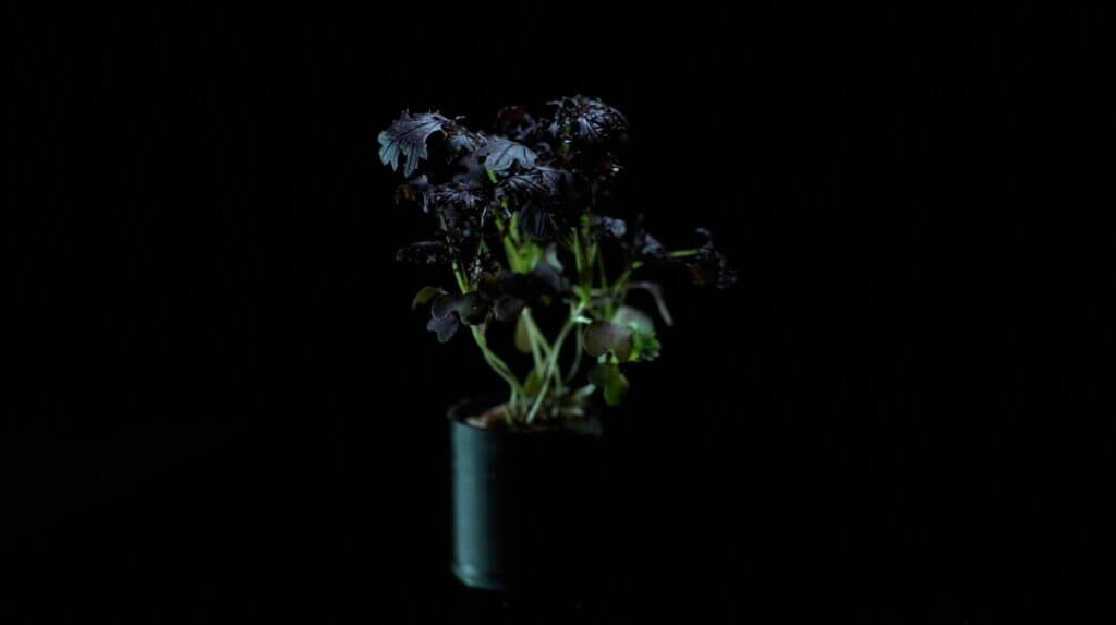 mustard red lace plant