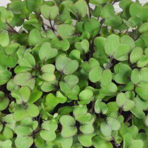 Kohlrabi plants from above