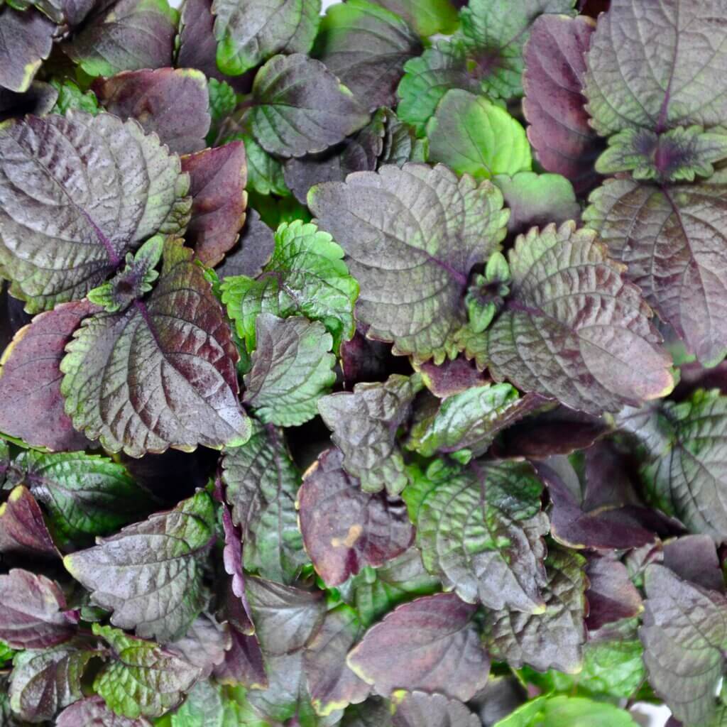 bi-coloured shiso