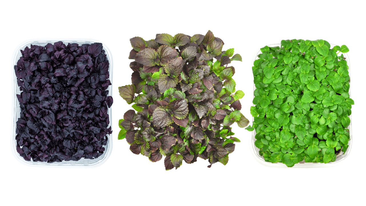 three different varieties of Shiso in a line
