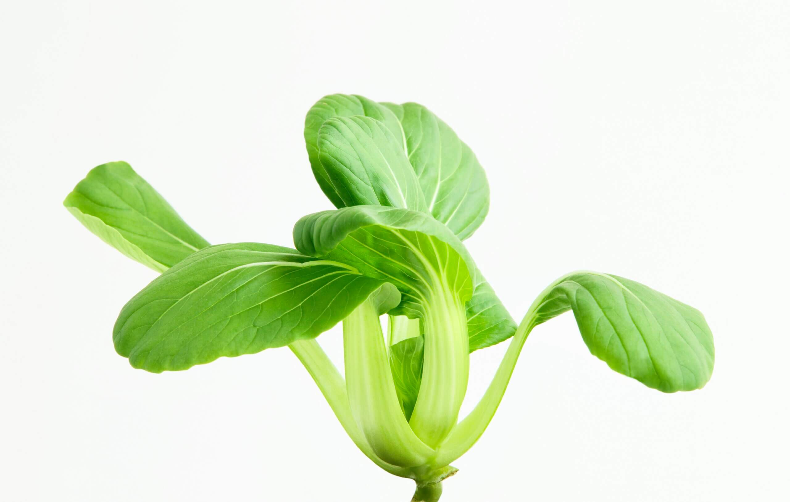 fully grown pak choi