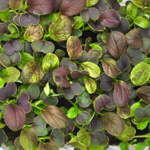 Pak Choi Red Wizard