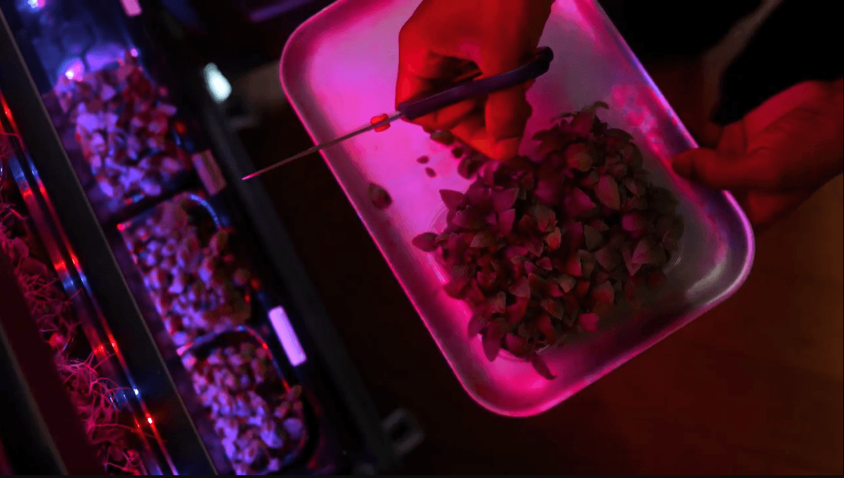 harvesting basil